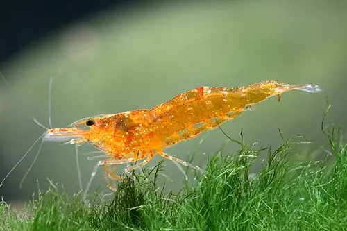 Budidaya Udang Hias PDF: Panduan Lengkap untuk Pemula