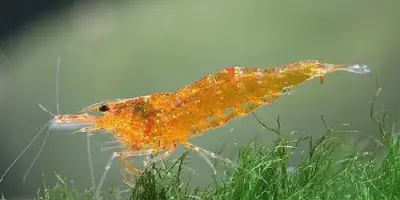 Budidaya Udang Hias PDF: Panduan Lengkap untuk Pemula