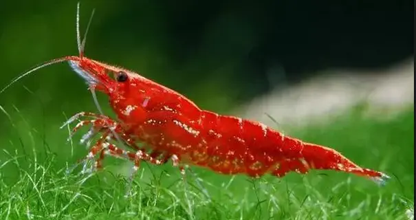 Panduan Terlengkap Budidaya Udang Hias: Dari Memilih Benih hingga Penjualan