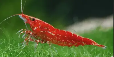 Panduan Terlengkap Budidaya Udang Hias: Dari Memilih Benih hingga Penjualan