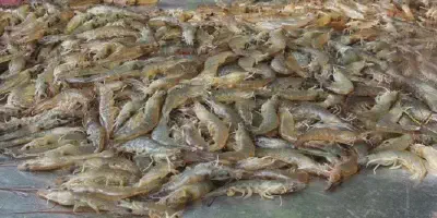 Membudidayakan Udang Kali: Panduan Lengkap untuk Pemula