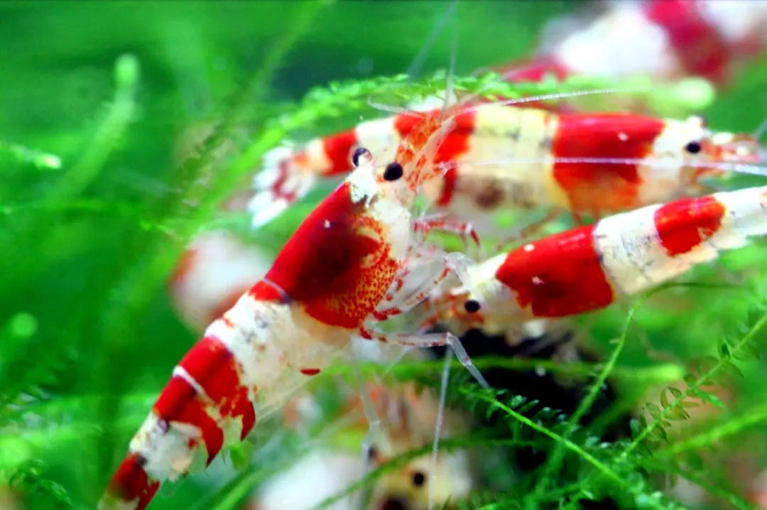 Begini Cara Mudah dan Sukses Budidaya Udang Kecil Air Tawar