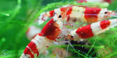 Begini Cara Mudah dan Sukses Budidaya Udang Kecil Air Tawar