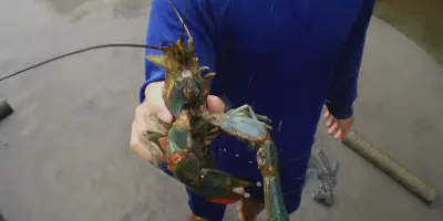 Budidaya Udang Lobster Air Tawar: Cara Cepat dan Mudah