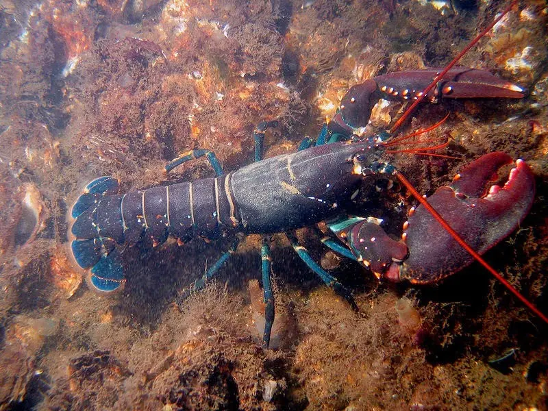 Budidaya Udang Lobster: Panduan Lengkap untuk Pemula