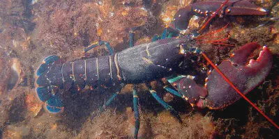 Budidaya Udang Lobster: Panduan Lengkap untuk Pemula