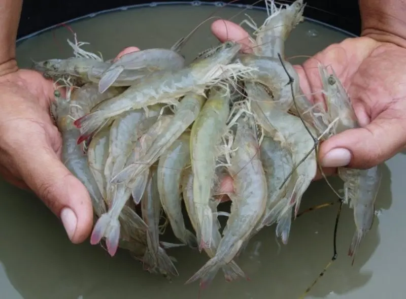 Panduan Lengkap Budidaya Udang PDF untuk Pemula