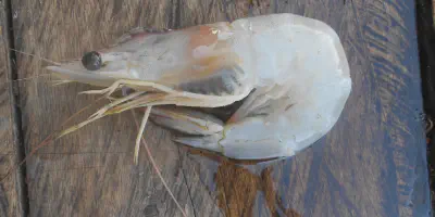 Budidaya Udang Putih: Panduan Lengkap untuk Pemula untuk Meningkatkan Produksi dan Keuntungan