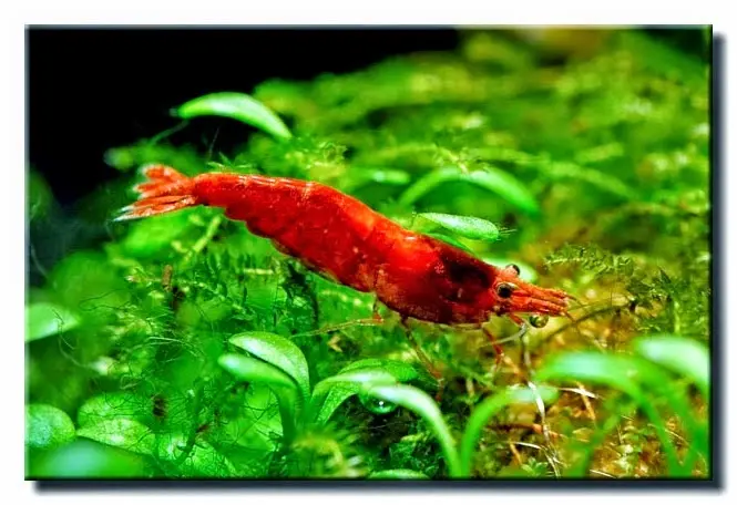 Budidaya Udang Red Bee - Tips dan Trik Sukses Menjaga dan Meningkatkan Populasi Udang Red Bee