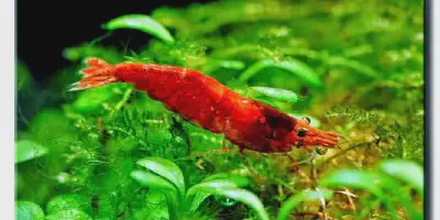 Budidaya Udang Red Bee - Tips dan Trik Sukses Menjaga dan Meningkatkan Populasi Udang Red Bee