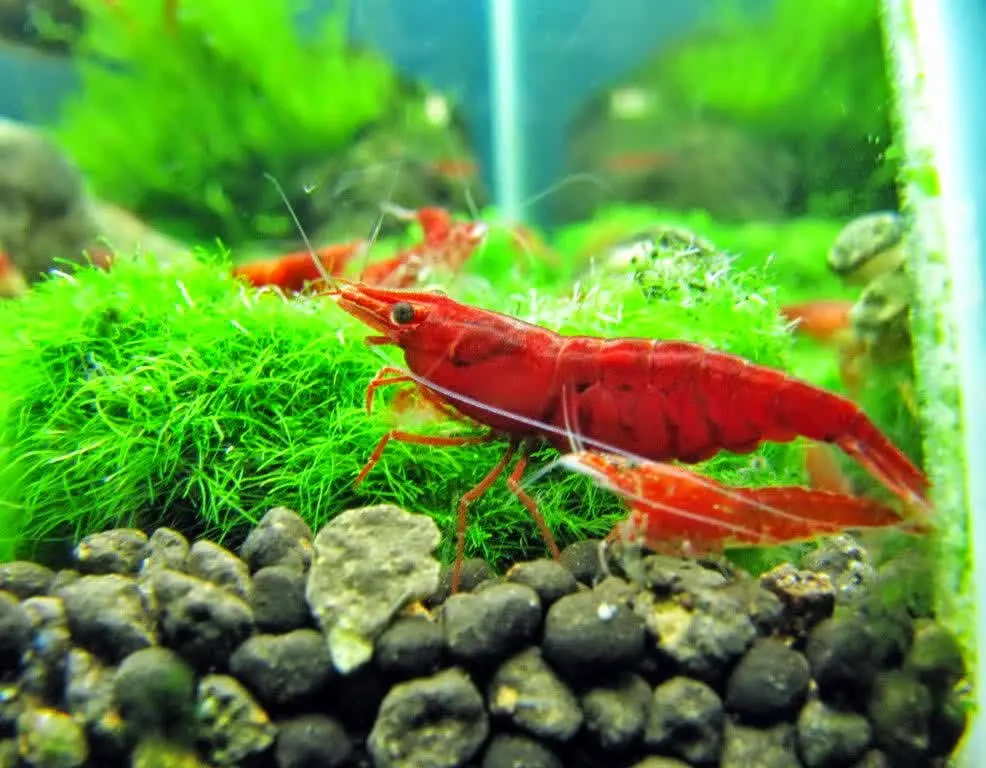 Tips Budidaya Udang Red Cherry: Cara Termudah Meningkatkan Hasil Panen