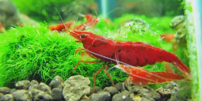 Tips Budidaya Udang Red Cherry: Cara Termudah Meningkatkan Hasil Panen