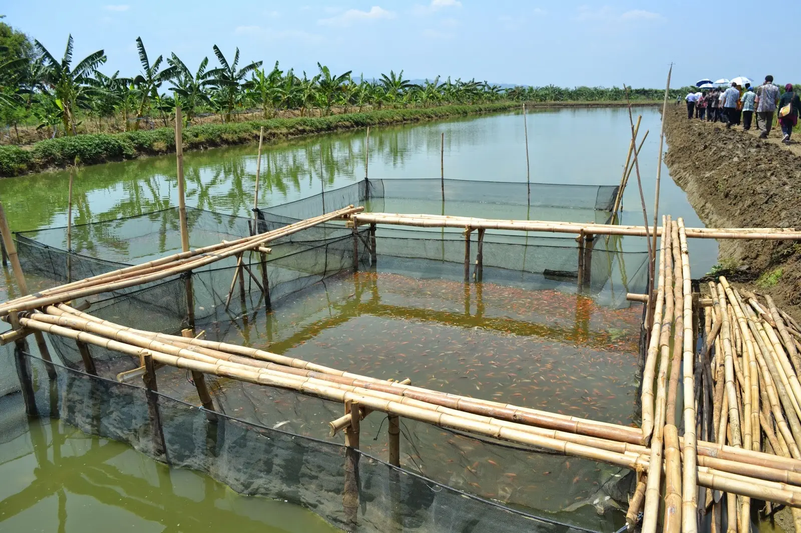 Mengenal Budidaya Udang Sungai yang Menjanjikan