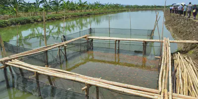 Mengenal Budidaya Udang Sungai yang Menjanjikan