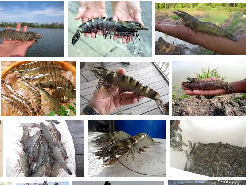 Budidaya Udang Tambak untuk Pemula: Panduan Lengkap