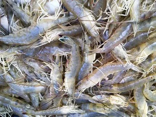 Rahasia Sukses Budidaya Udang Tawar untuk Pemula: Tips dan Panduan Lengkap