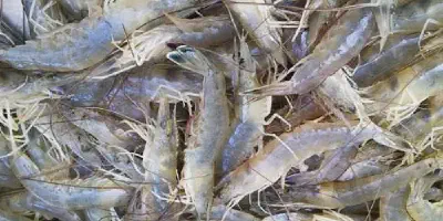 Rahasia Sukses Budidaya Udang Tawar untuk Pemula: Tips dan Panduan Lengkap