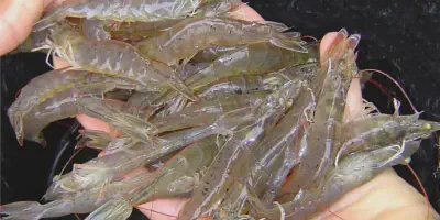 Budidaya Udang Umumnya Dilakukan di Air Payau atau Air Tawar? Temukan Jawabannya di Sini!