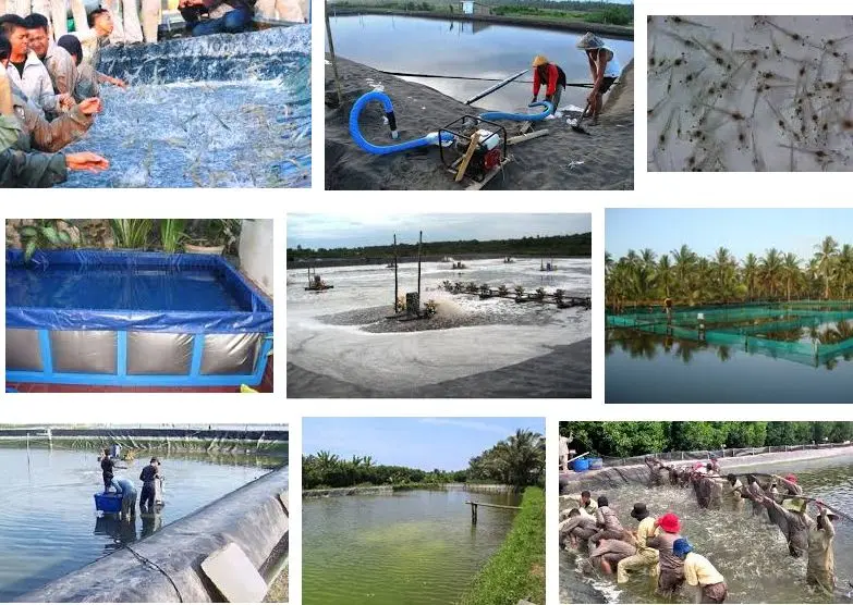 Panduan Lengkap Budidaya Udang Vaname di Kolam Terpal PDF