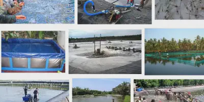 Panduan Lengkap Budidaya Udang Vaname di Kolam Terpal PDF