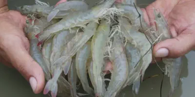 Inovasi Budidaya Udang Vaname Tanpa Pakan yang Efektif dan Ramah Lingkungan