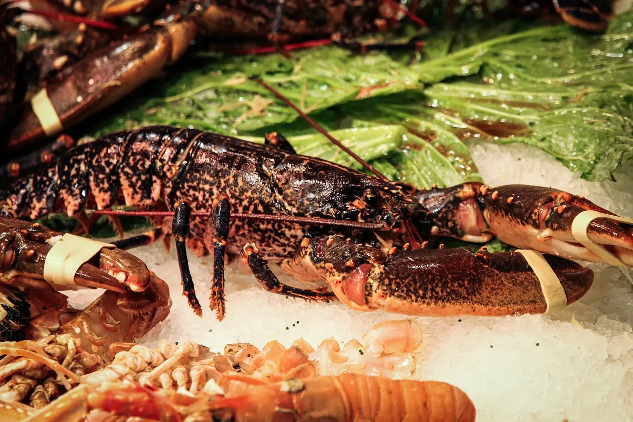 Budidaya Udang VS Lobster: Perbedaan, Keuntungan, dan Cara Merawatnya