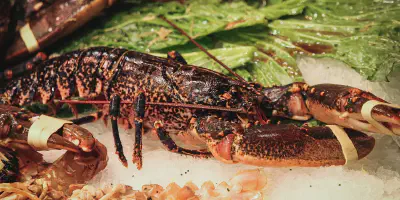 Budidaya Udang VS Lobster: Perbedaan, Keuntungan, dan Cara Merawatnya