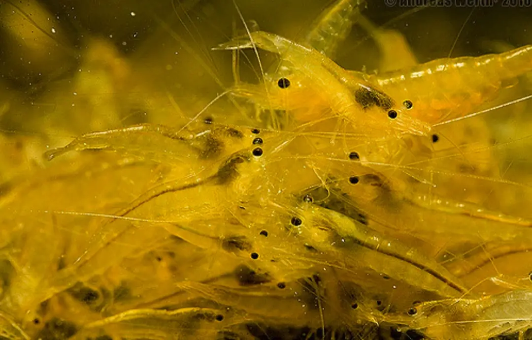 10 Tips Sukses Budidaya Udang Windu di Air Tawar