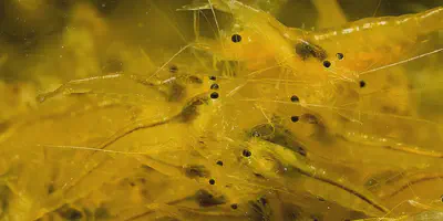 10 Tips Sukses Budidaya Udang Windu di Air Tawar