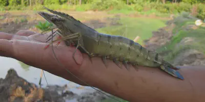 Menghasilkan Hasil Panen Maksimal dengan Budidaya Udang Windu Dengan Pakan Alami