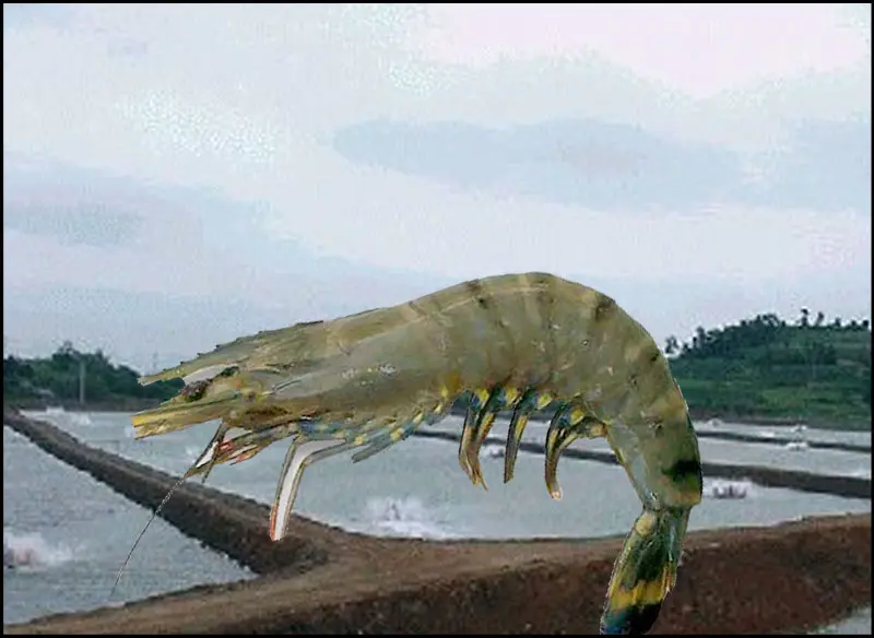 Budidaya Udang Windu di Air Tawar: Panduan Lengkap untuk Pemula