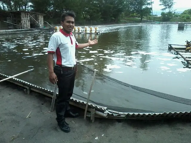 Mengoptimalkan Budidaya Udang Windu di Kolam Beton dengan Peluang Bisnis yang Menjanjikan