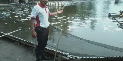 Mengoptimalkan Budidaya Udang Windu di Kolam Beton dengan Peluang Bisnis yang Menjanjikan