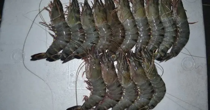 Ingin Mencoba Budidaya Udang Windu Super Intensif? Ini Dia Panduan Lengkapnya!