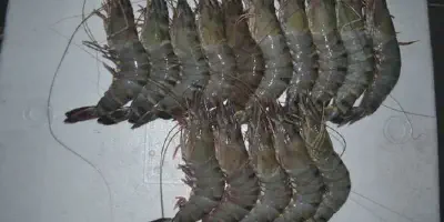 Ingin Mencoba Budidaya Udang Windu Super Intensif? Ini Dia Panduan Lengkapnya!