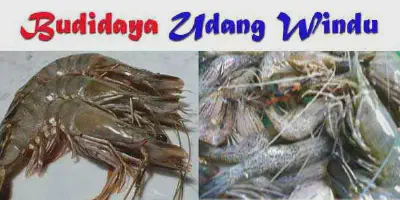Rahasia Sukses Budidaya Udang Windu yang Perlu Kamu Ketahui