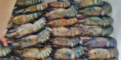 Budidaya Udang: Panduan Lengkap Untuk Pemula