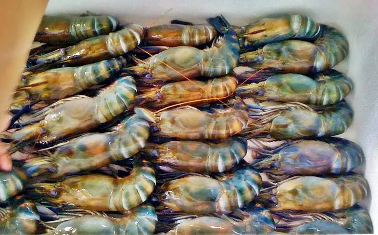 Cara Budidaya Udang Air Tawar di Rumah: Panduan Lengkap untuk Pemula