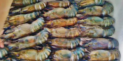 Cara Budidaya Udang Air Tawar - Panduan Lengkap untuk Pemula