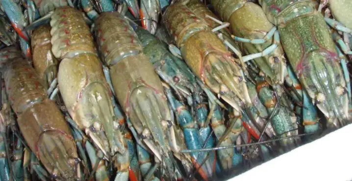 Cara Budidaya Udang di Tambak: Tips Ampuh untuk Sukses Menanam Udang