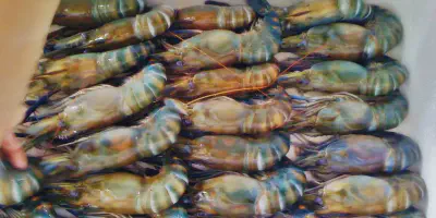 Budidaya Udang Galah? Yuk, Pelajari Panduannya di Sini!