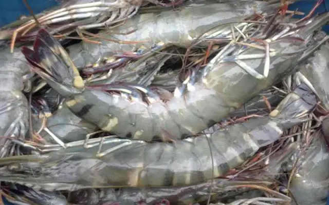 Cara Budidaya Udang Kali, Mudah dan Menguntungkan