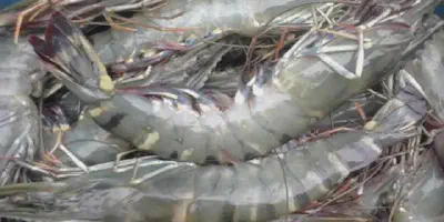 Cara Budidaya Udang Kali, Mudah dan Menguntungkan