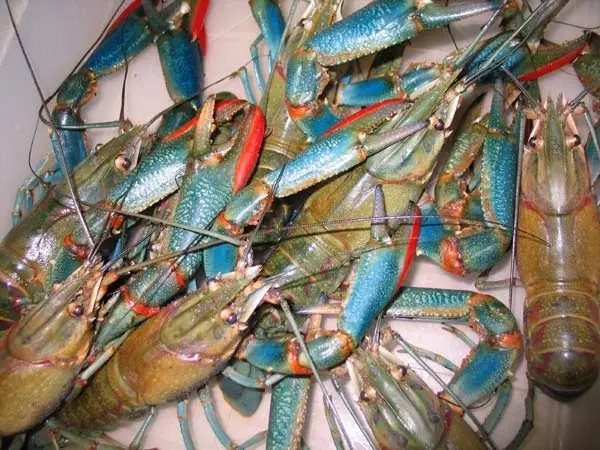 Cara Budidaya Udang Lobster di Aquarium: Tips dan Trik Terbaik