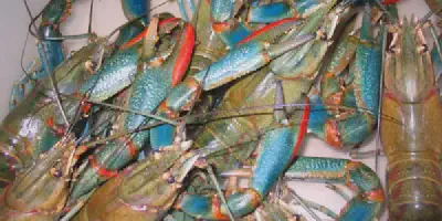 Cara Budidaya Udang Lobster di Aquarium: Tips dan Trik Terbaik