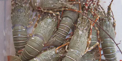 Rahasia Sukses di Balik Cara Budidaya Udang Lobster Tawar