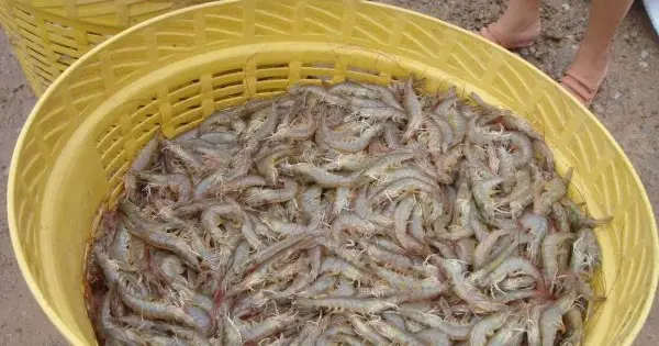 Cara Budidaya Udang Putih: Langkah Demi Langkah Menuju Sukses