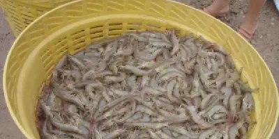 Cara Budidaya Udang Putih: Langkah Demi Langkah Menuju Sukses