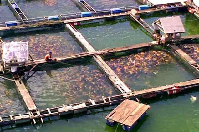 Cara Budidaya Udang Sungai yang Mudah dan Efektif