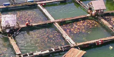 Cara Budidaya Udang Sungai yang Mudah dan Efektif